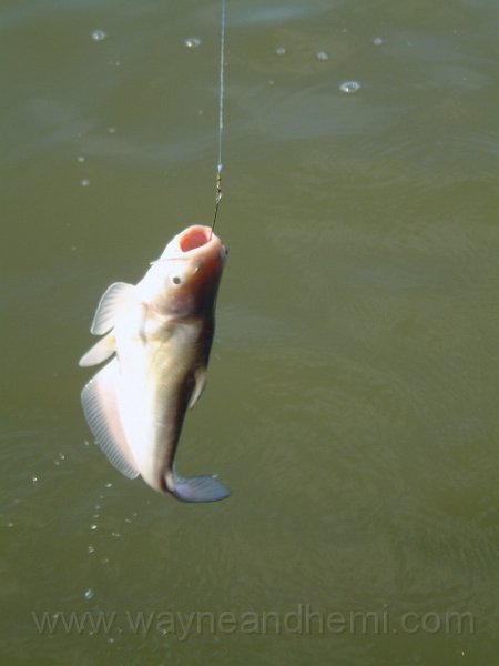 DSCF1881.JPG
