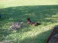 DSCF2226