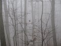 IMG_0038