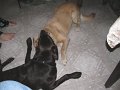 IMG_0041