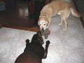 IMG_0046