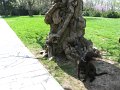 IMG_0009