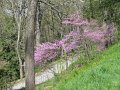 IMG_0018