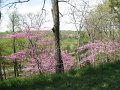 IMG_0019