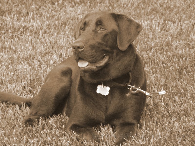 Hemipose_sepia.jpg