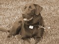 Hemipose_sepia