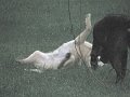 IMG_0088