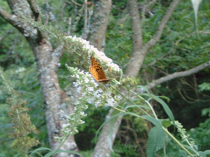 DSCF1991.JPG