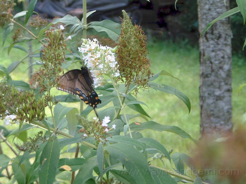 DSCF2011.JPG