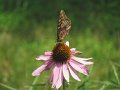IMG_0445