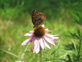 IMG_0446
