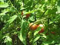 IMG_0559