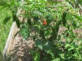 IMG_0561
