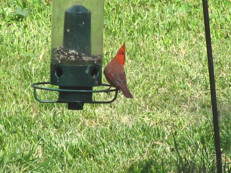 IMG_0031.JPG
