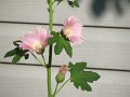 IMG_0017