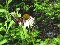 IMG_0038