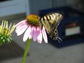 IMG_0039