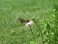 IMG_0040