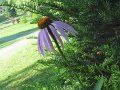 IMG_0026