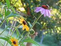 IMG_0033