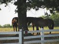 IMG_0041