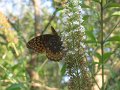 IMG_0032