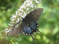 IMG_0035