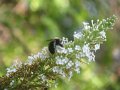 IMG_0036